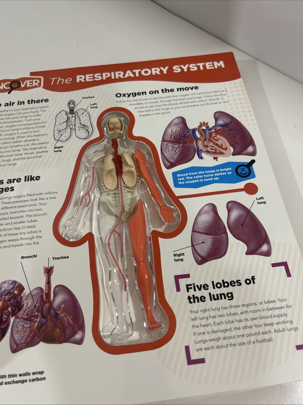 Uncover the Human Body Book Layered Interactive 3-D model Board Book