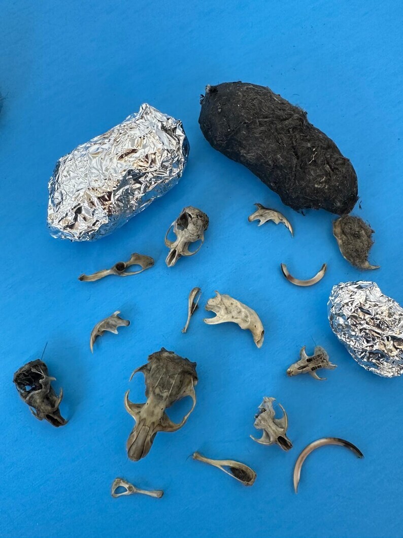 Owl Pellet Dissection Individual Kit 2 Count (2+ Inch)