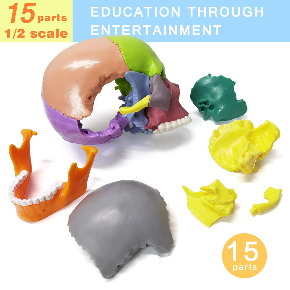 15-Parts Puzzle Anatomy Skull Model,Colorful Medical Brain Model,Human Anatomy E