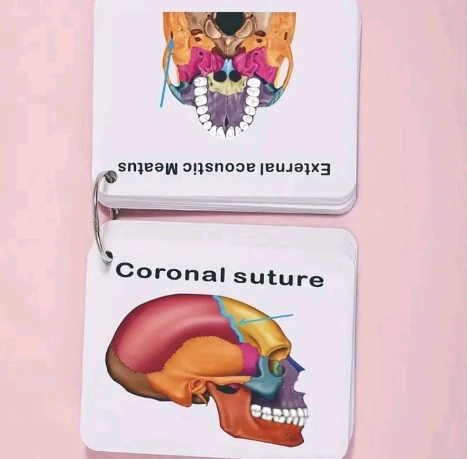 Human SKULL Anatomy Pocket Sized Flash Cards Medical Nursing Exam Physiology