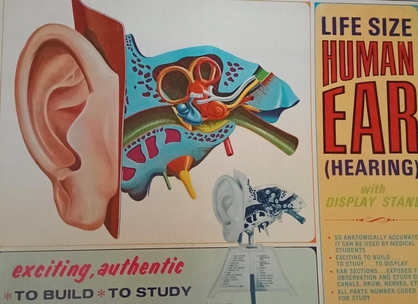 PYRO MODEL KIT 1968 HUMAN EAR HEARING SERIES SCIENTIFIC S 373-300 NEW