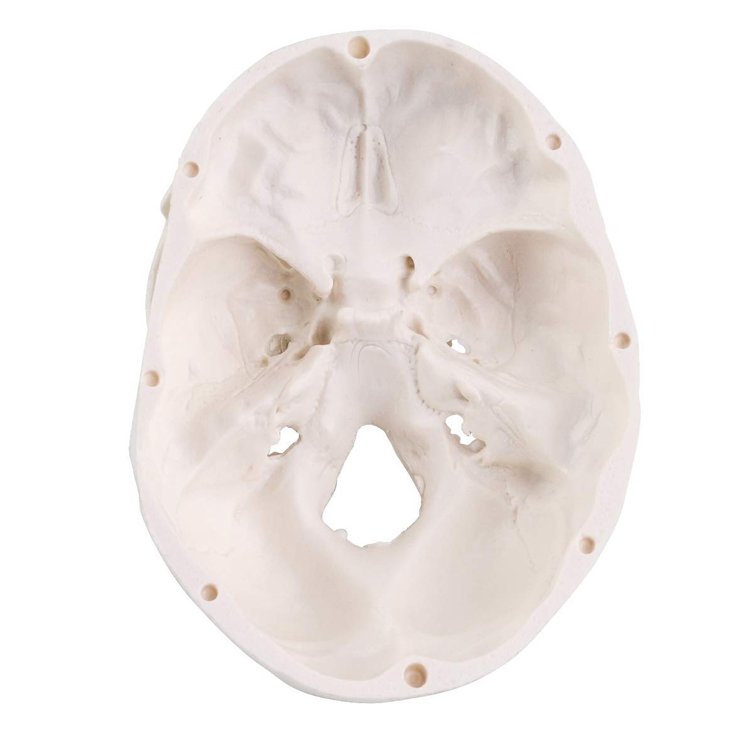 EUDDOO Mini Skull Model – 3 Parts Small Size Human Anatomical Anatomy Medical…