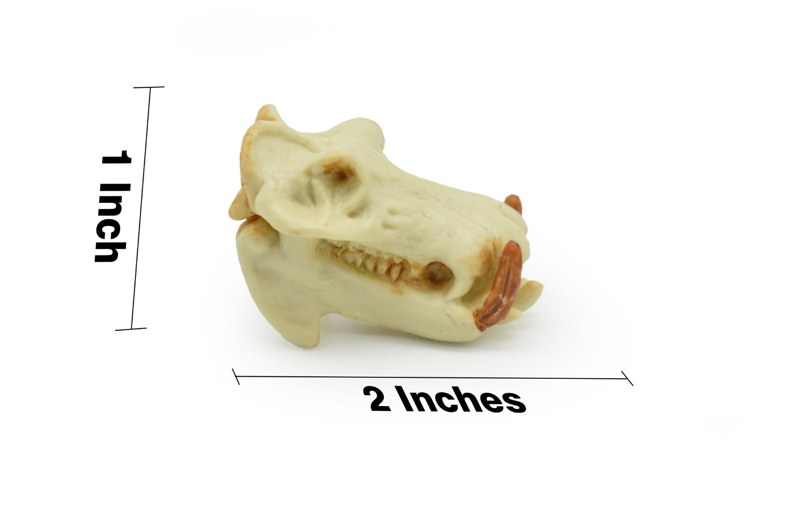 Hippo Skull, Hippopotamus Toy, Realistic Plastic Model 2 inches long