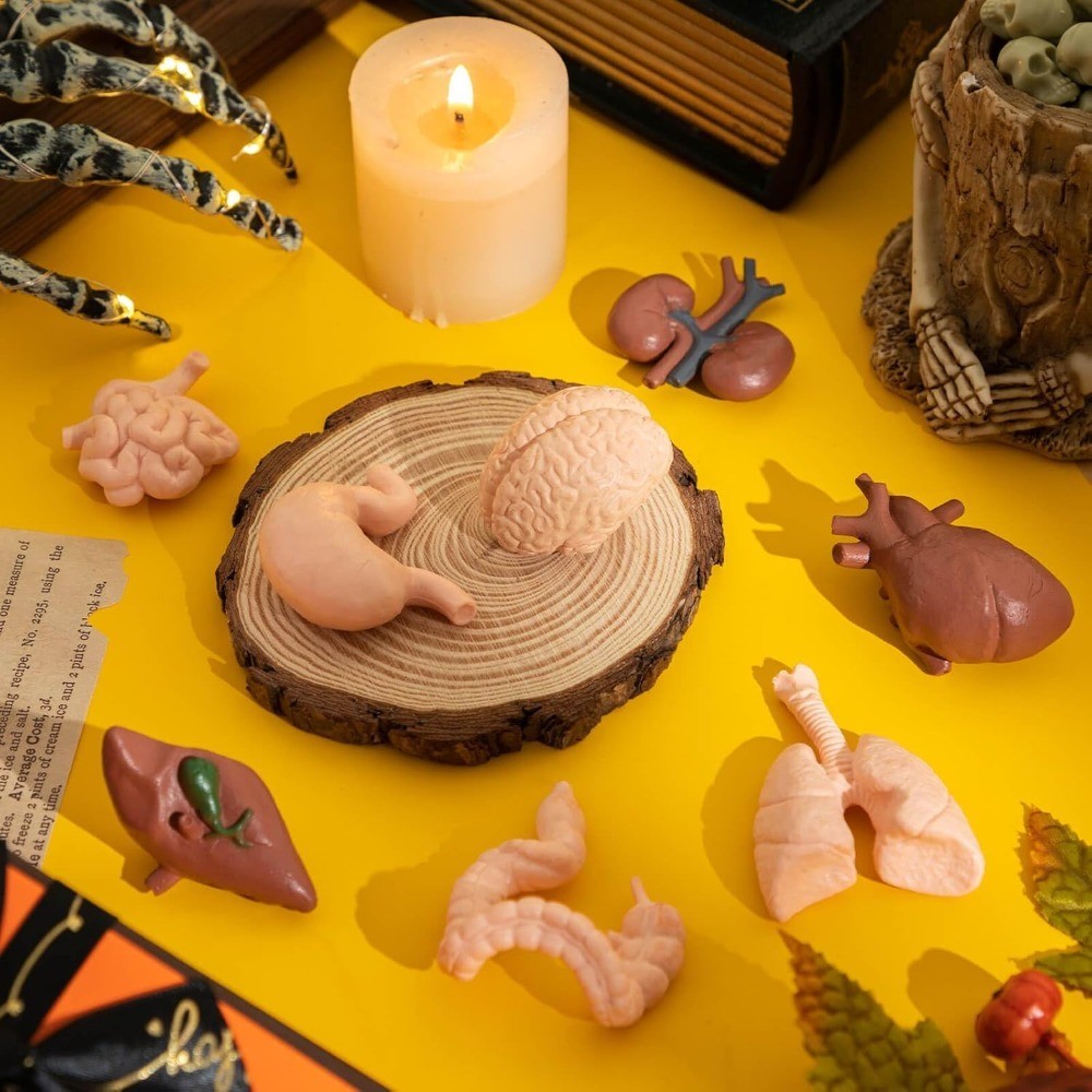 3D Human Body Anatomy Model for 8PCS Removable Parts Educational Learning