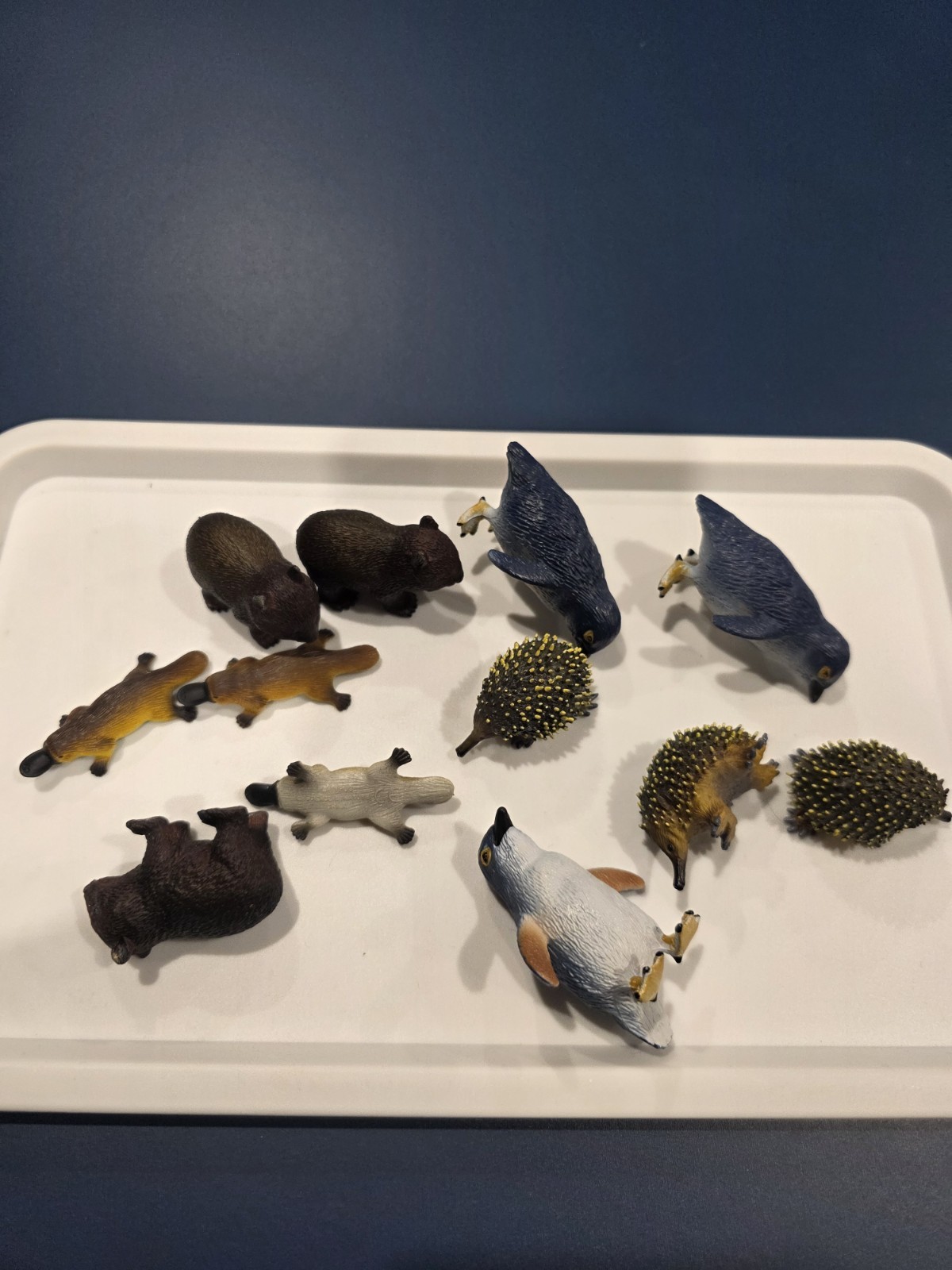 Australia Animal Toy Figures Penguin Wombat Echidna Platypus Science Nature