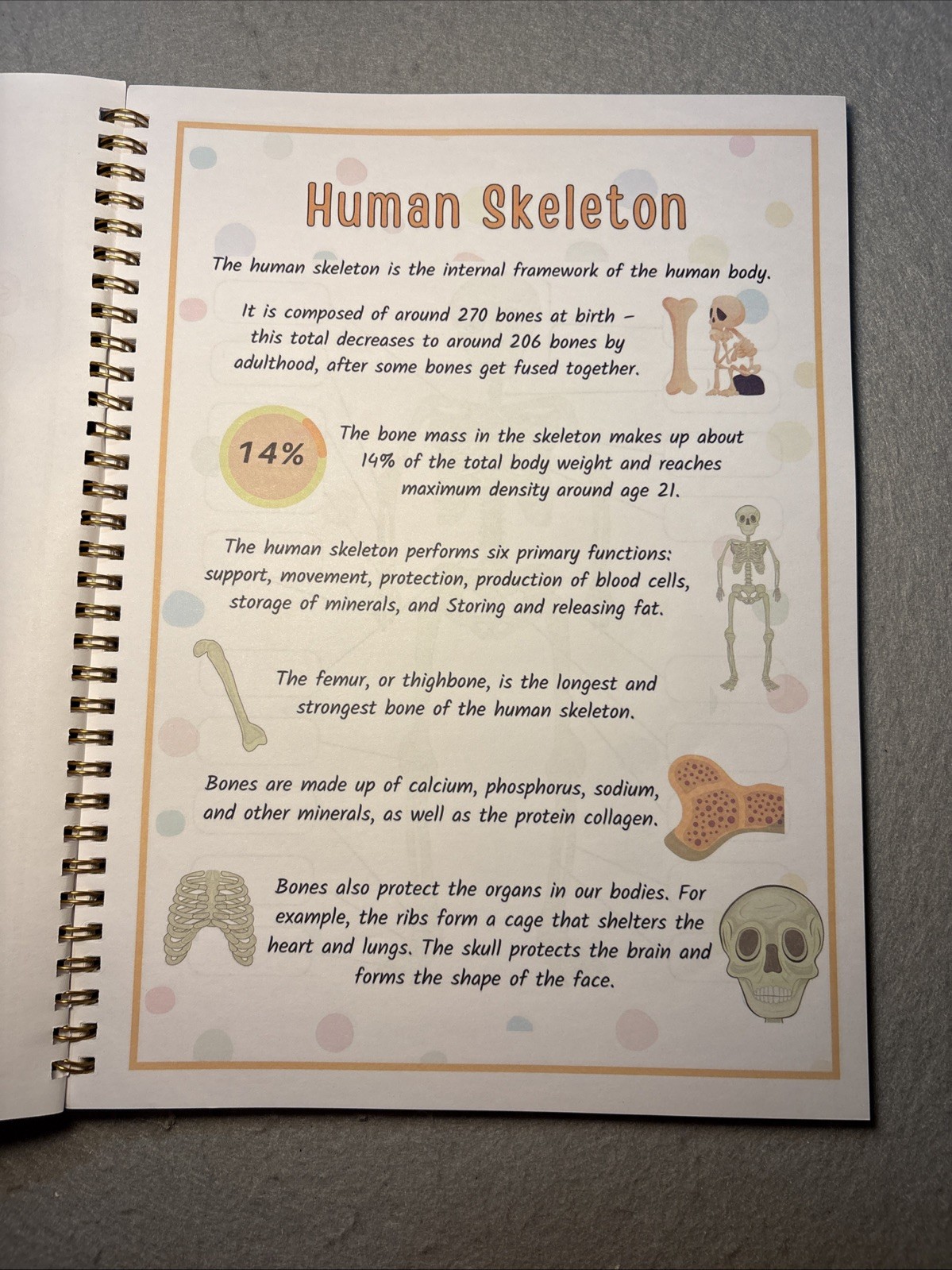 Human Body Anatomy Busy Book for Kids Ages 4-8. Montessori Body Model