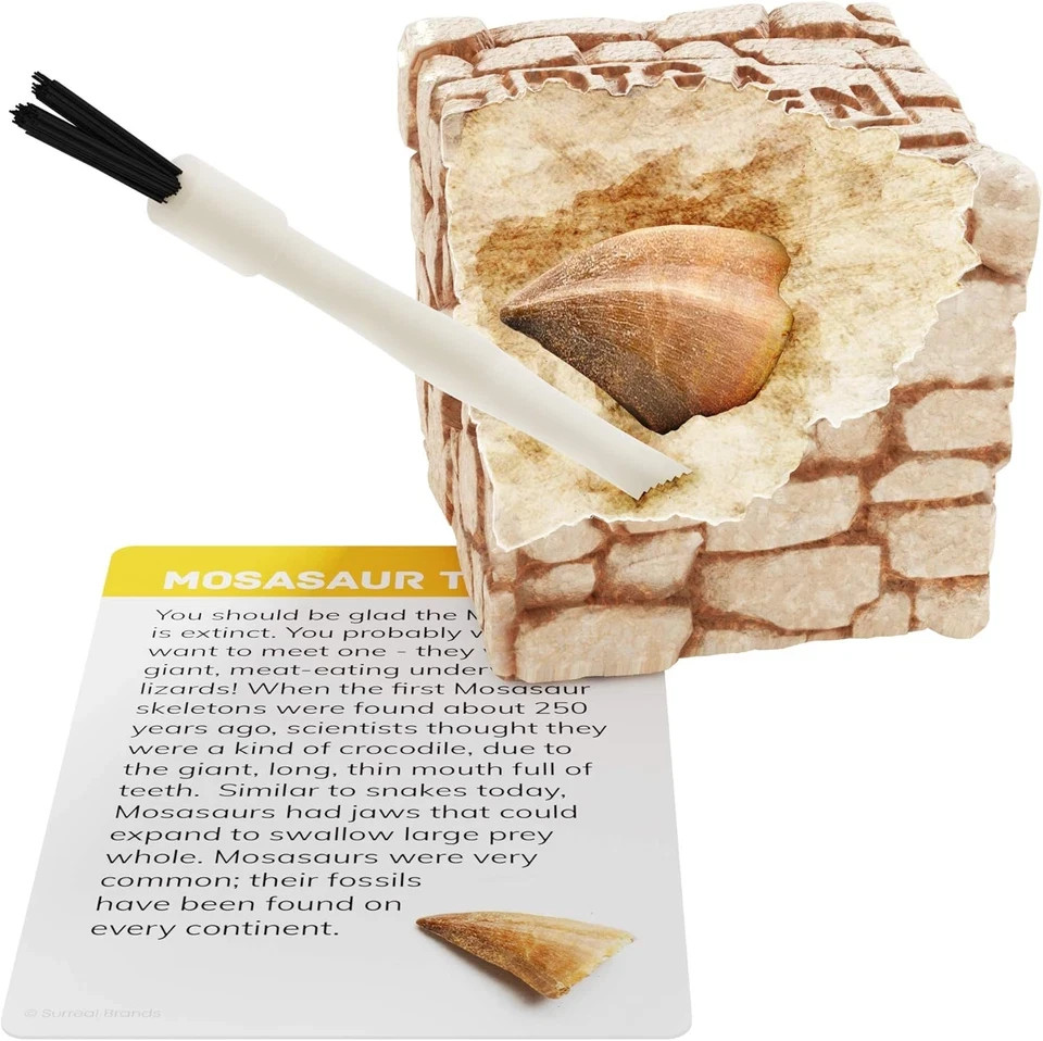 STEM Archaeology Science Project Dig a Dozen Fossil Bricks Sets School FREESHIP