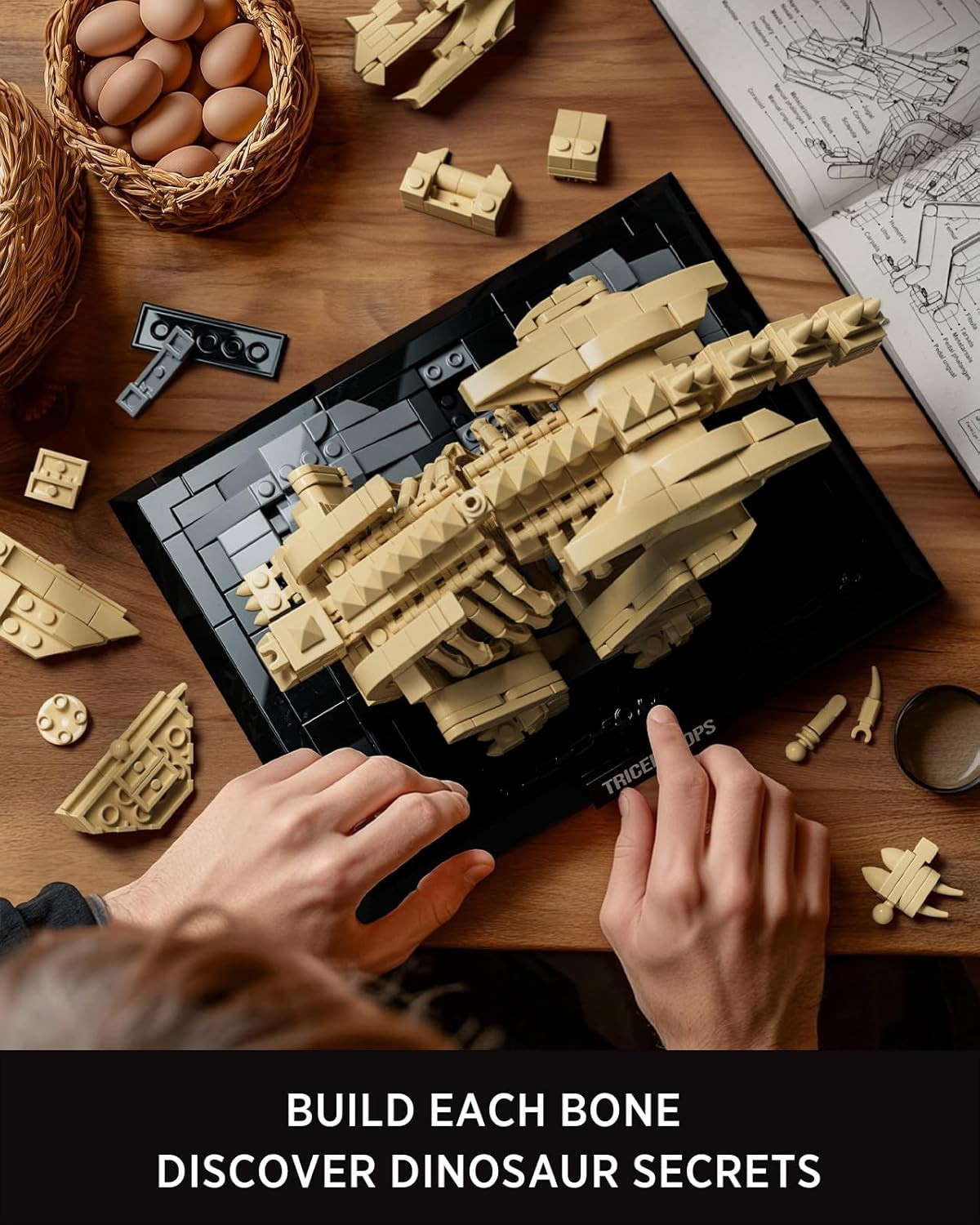 Triceratops Fossil Model Set, Dinosaur Skeleton Building Set for Adults and Coll