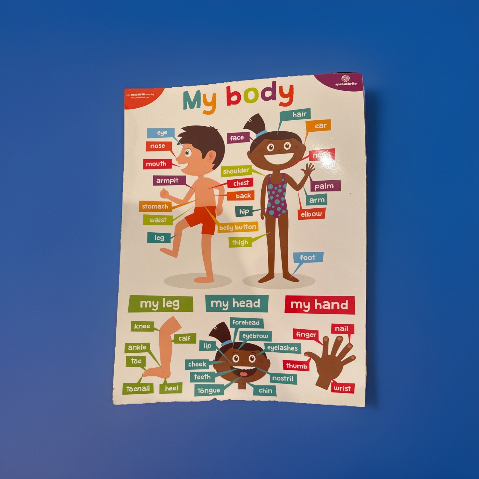 Educational Posters for Preschool Homeschool – Waterproof & Durable