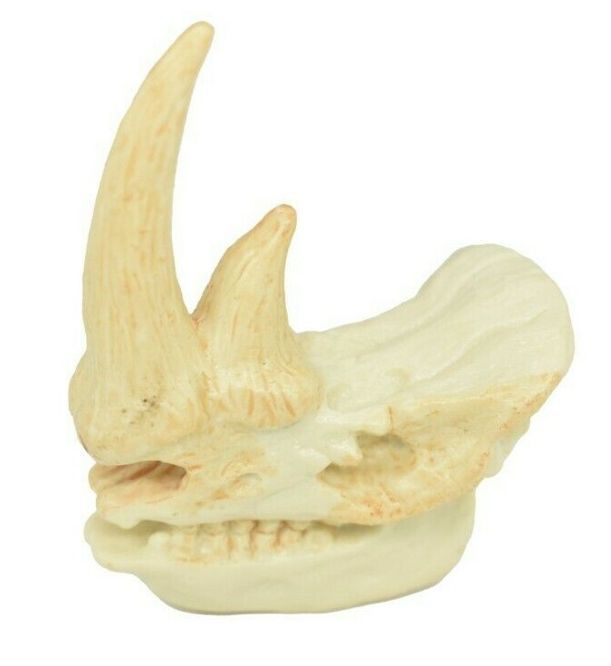 Rhino Rhinoceros Skull Plastic Toy Animal Kids Gift Realistic Figure 2″ F4119