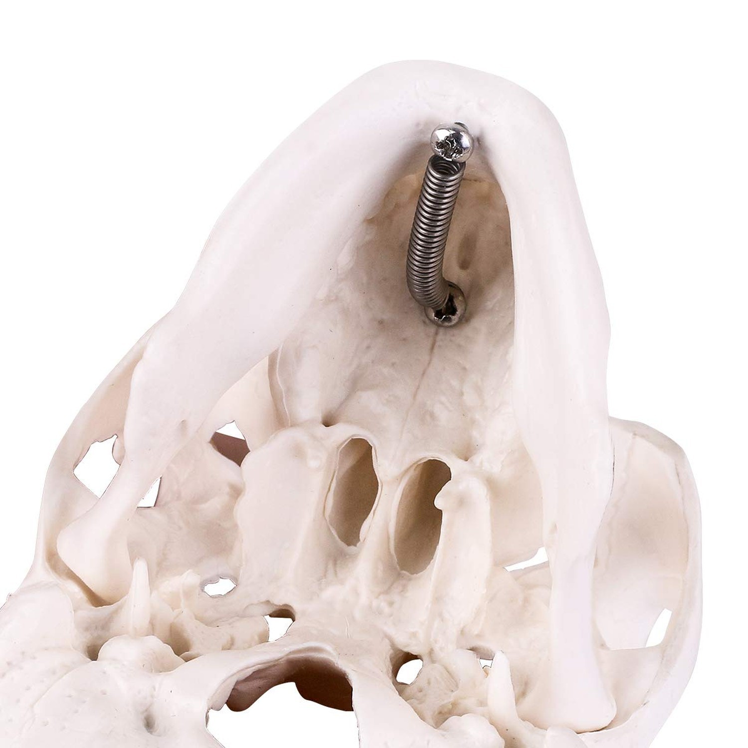 EUDDOO Mini Skull Model – 3 Parts Small Size Human Anatomical Anatomy Medical…