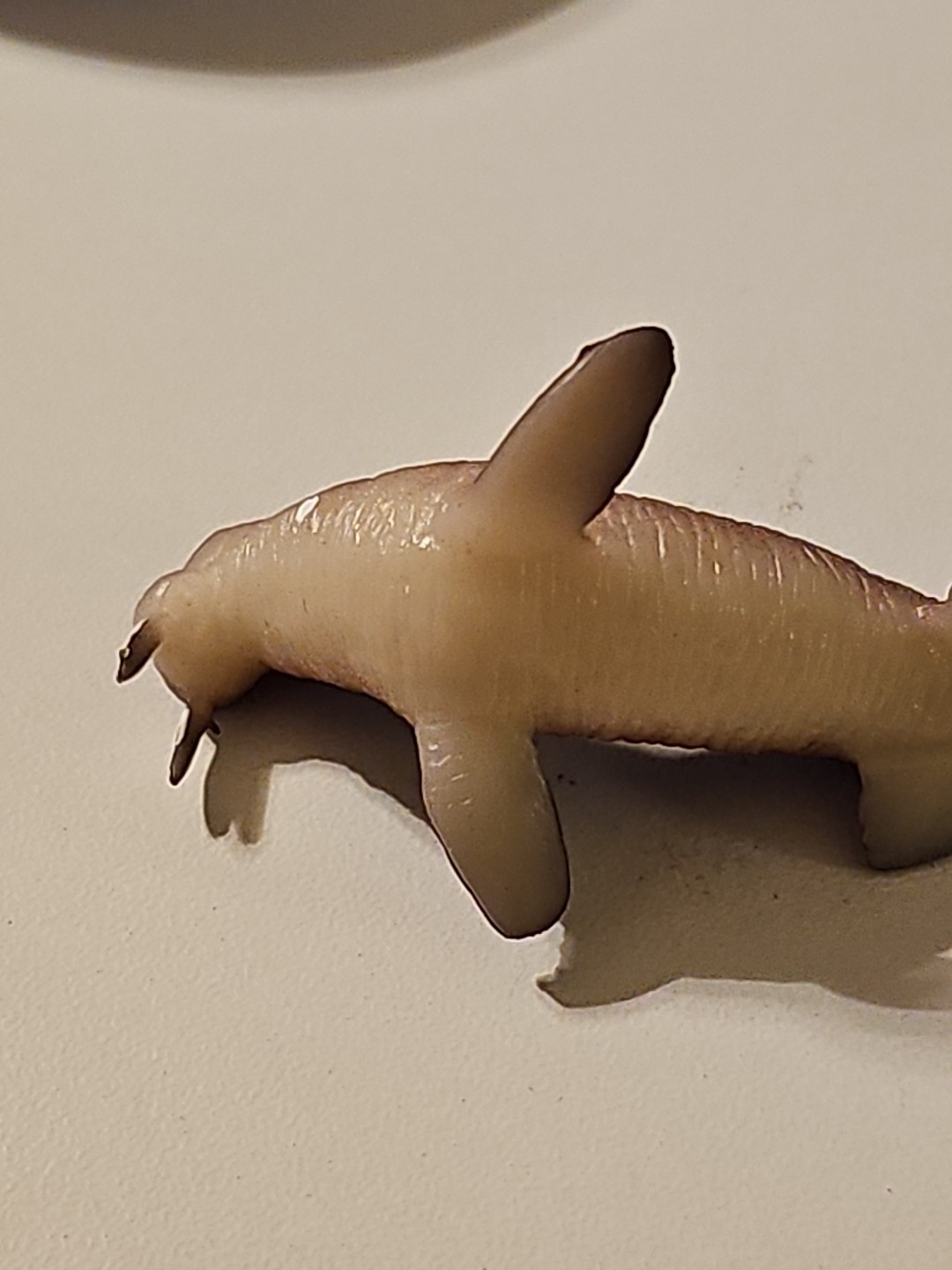 Unbranded Brown Sea Lion Plastic Toy Figure- 2.5 Inches Long, 1 Inch Tall