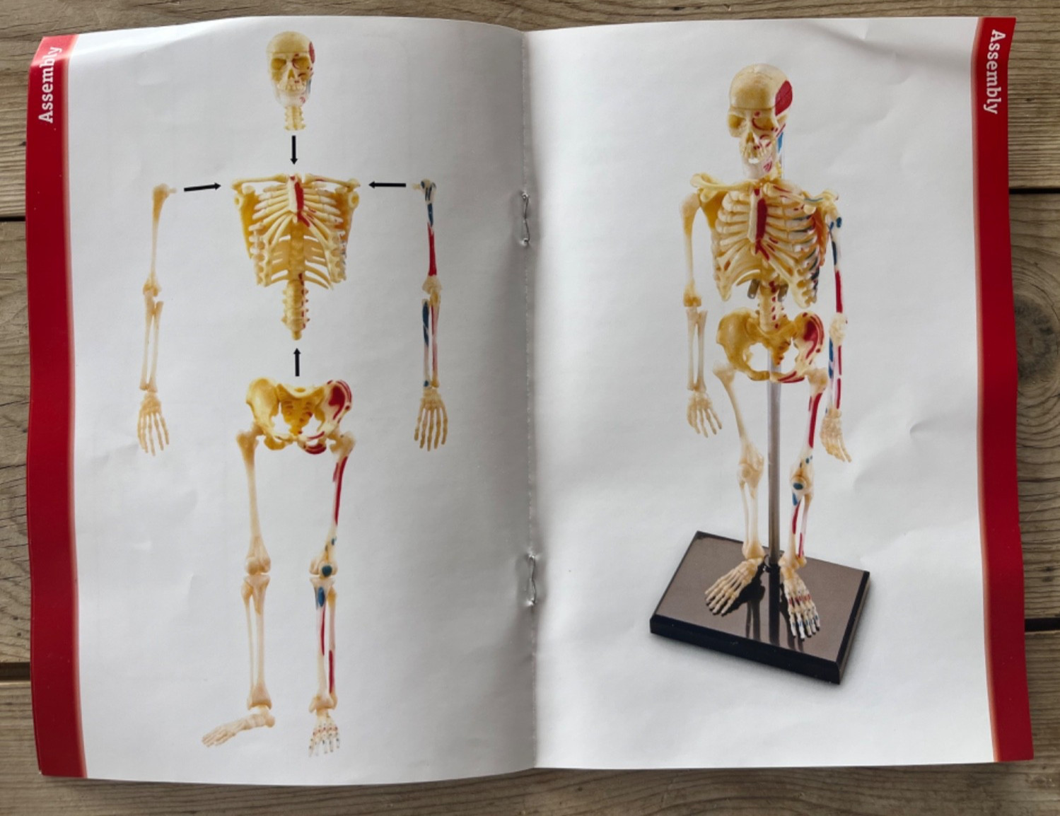 Human Anatomy Model Skeleton 41 Pieces Ages 8+ Learning Resources