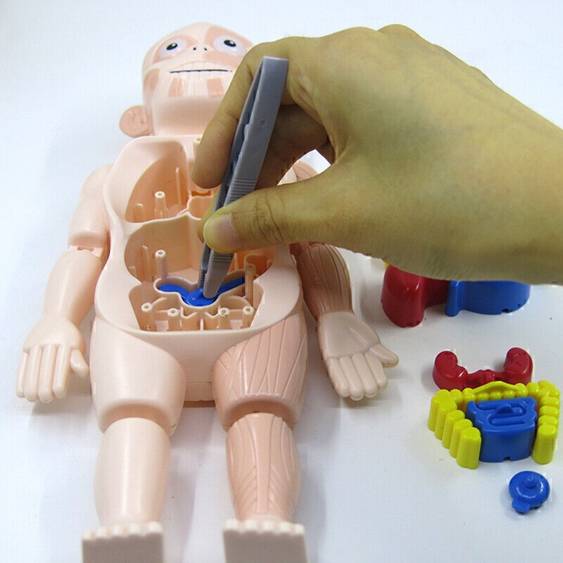 3D Puzzle Human Body Anatomy Model Learning Organ Assembled Toy Body Organ
