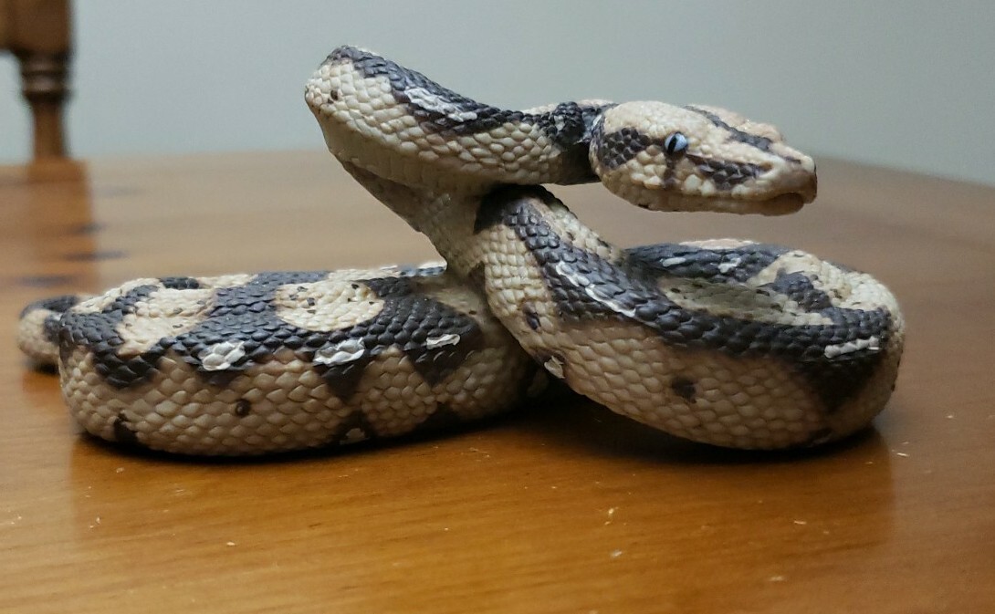 Boa Constrictor Python Realistic Toy Snake Education Prank Safari Ltd Animal Fig