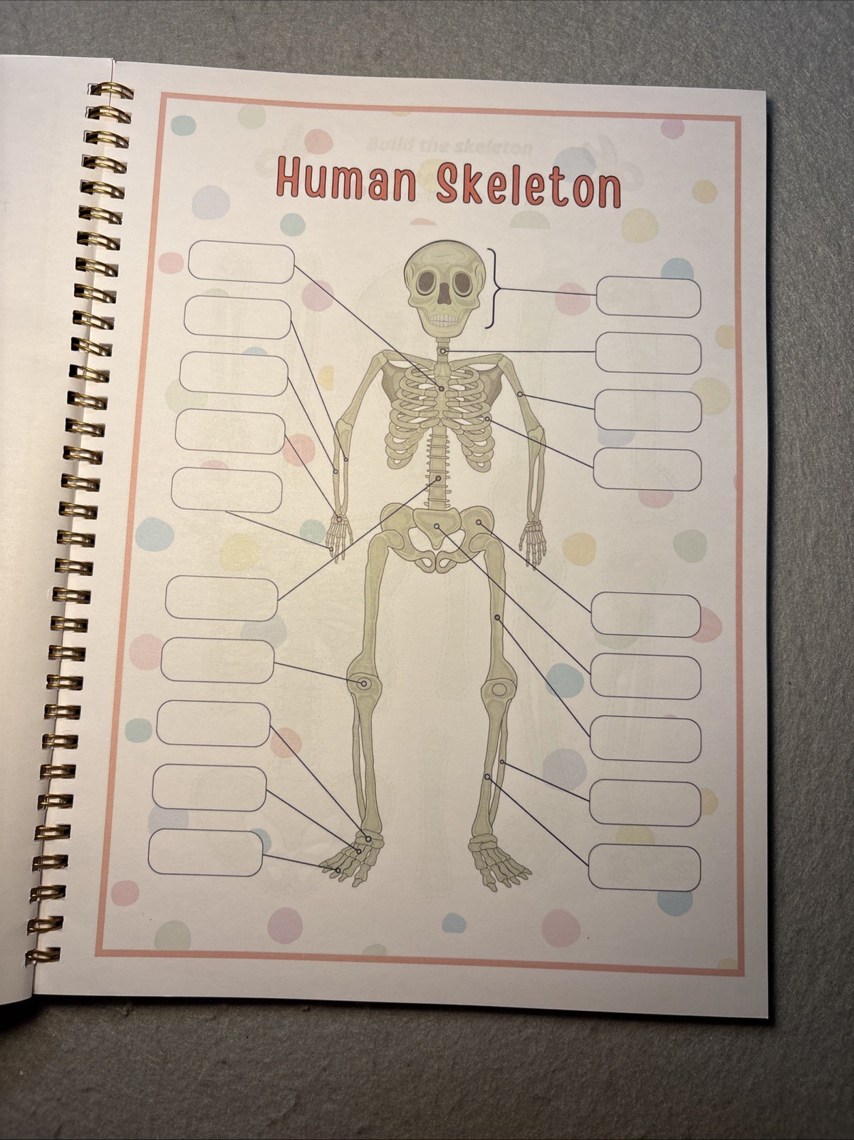 Human Body Anatomy Busy Book for Kids Ages 4-8. Montessori Body Model