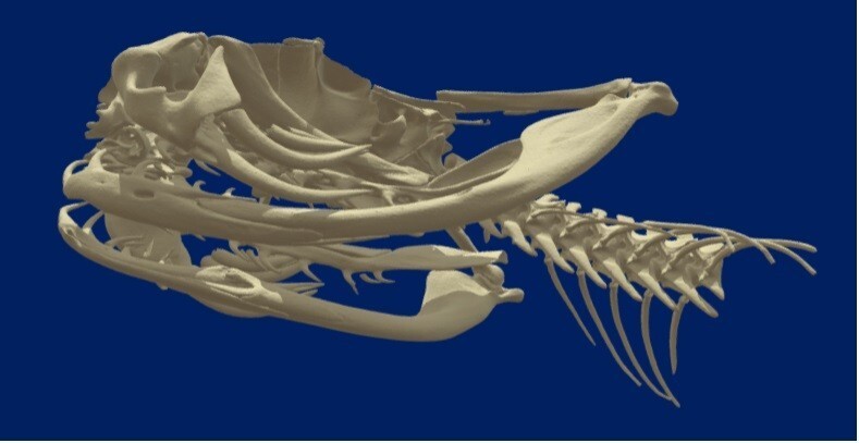 4 Puzzles!! Western Diamondback Rattlesnake Snake Skull FANGS SPECIMEN SK4C