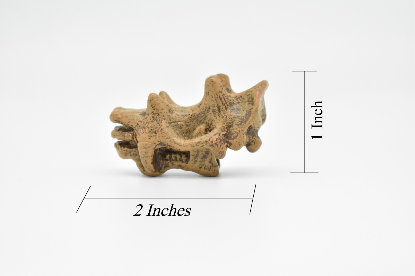 Uintatherium, Fossil Skull Toy, Realistic Plastic Reproduction 2″ F3523 B204