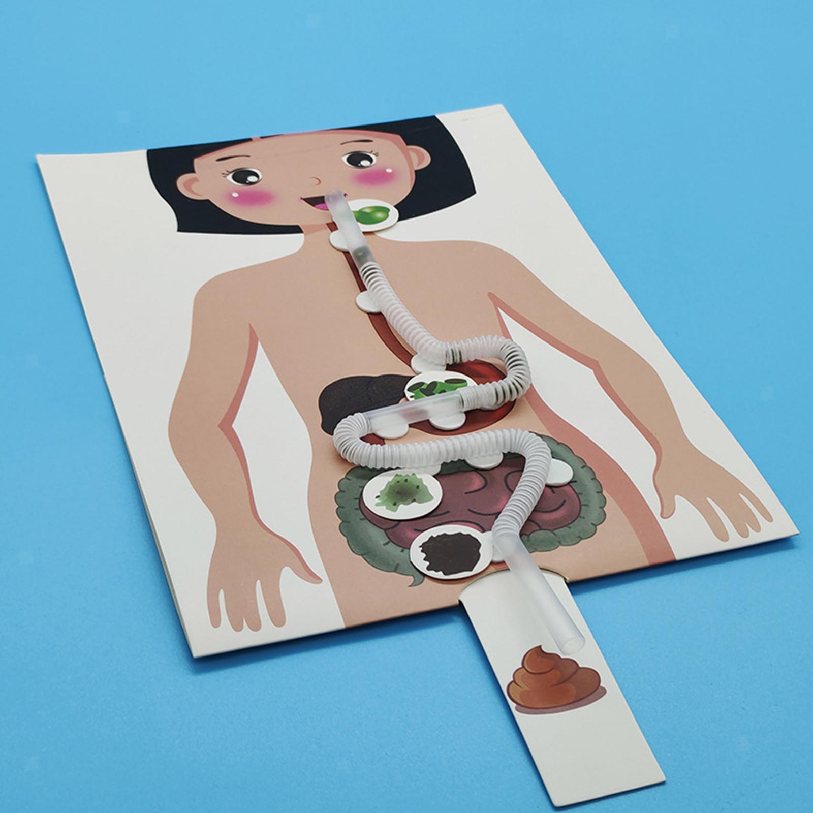 Human Digestive System Model, Human Body Parts, Early Education, 3D Puzzle for