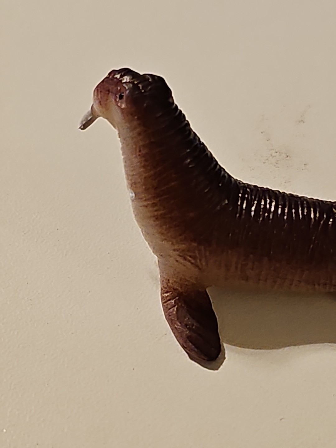 Unbranded Brown Sea Lion Plastic Toy Figure- 2.5 Inches Long, 1 Inch Tall