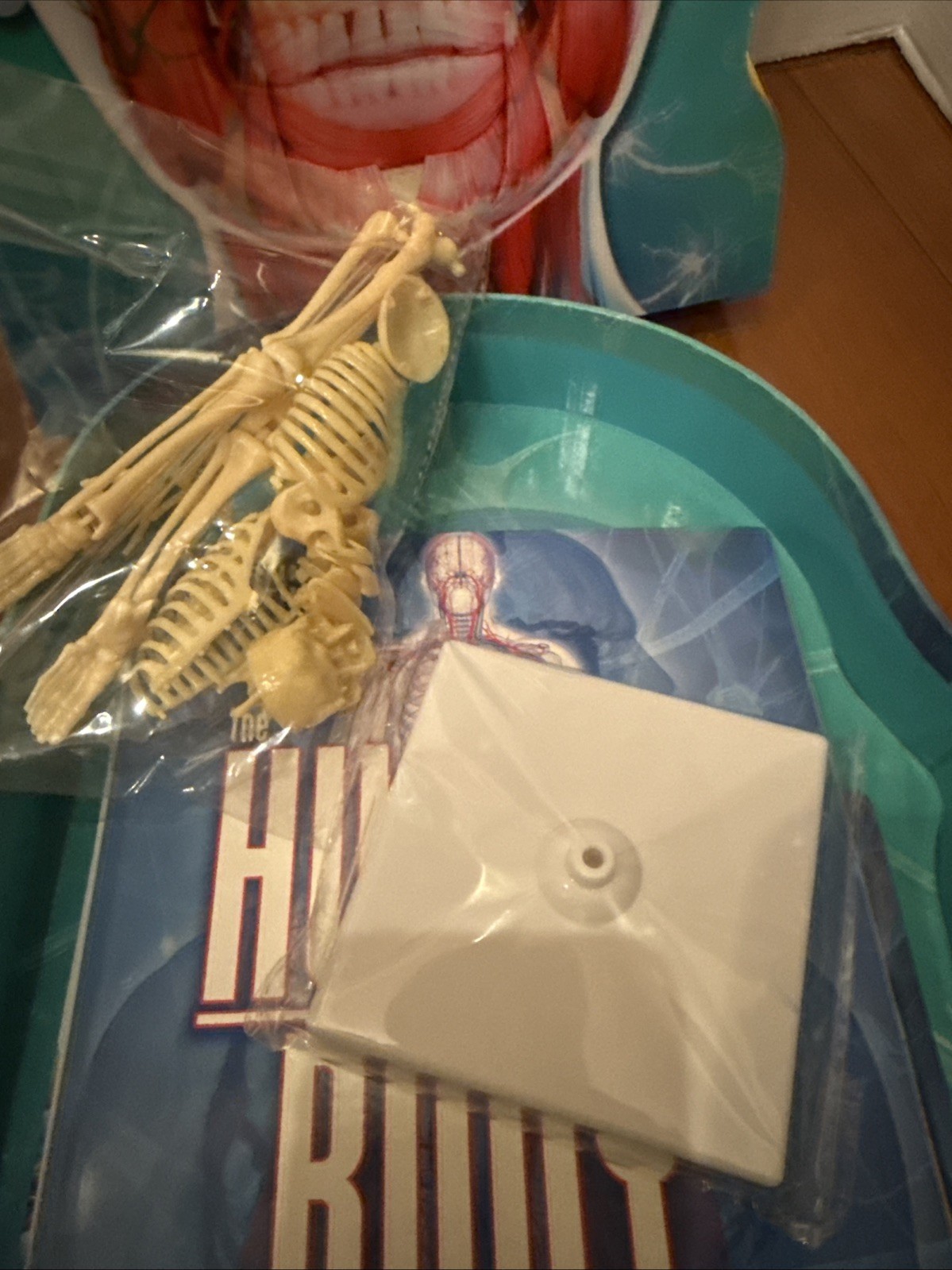 2021 Learning Adventures The Human Body 12” Skeleton, book, stickers, Poster