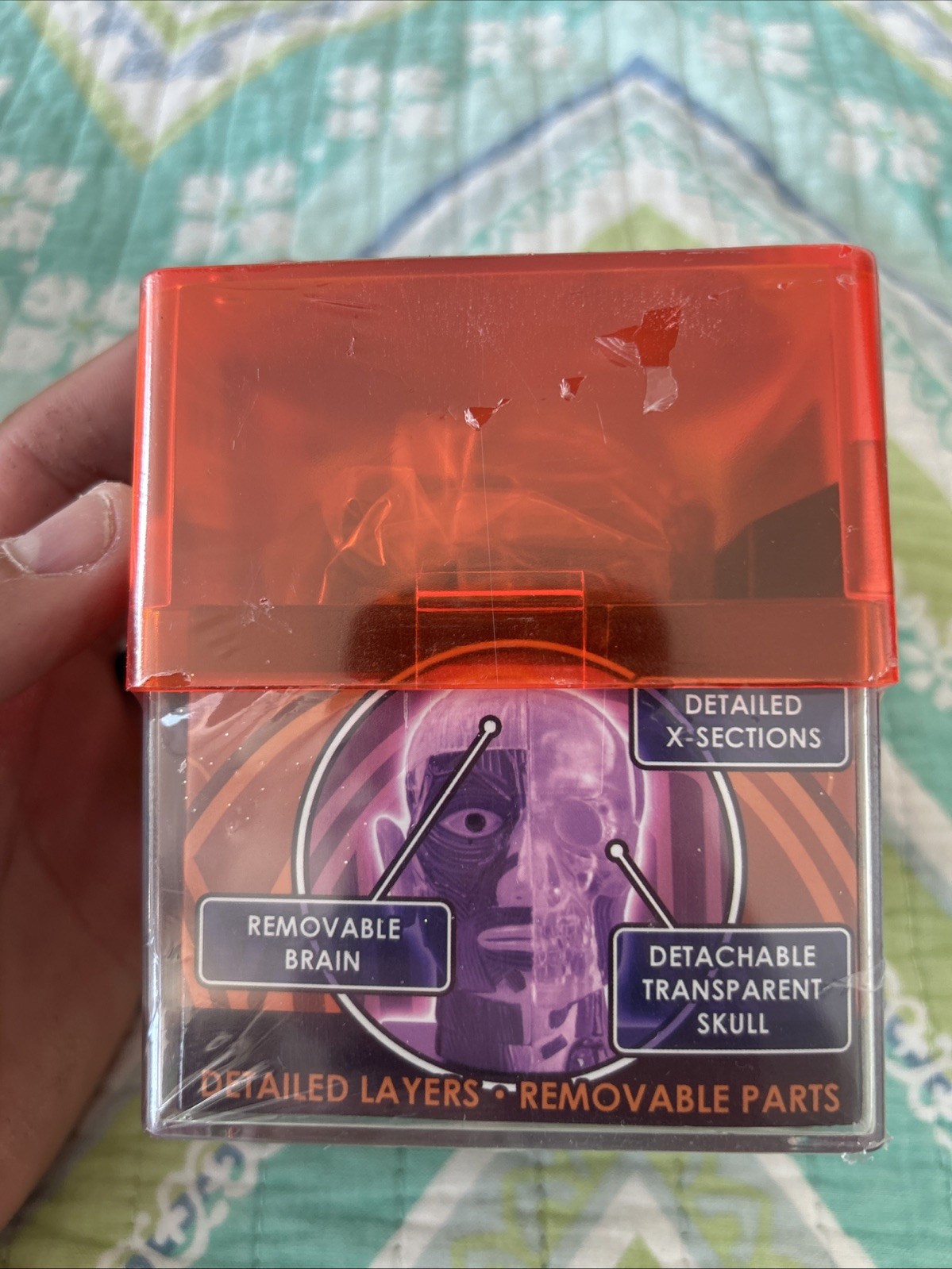 Tedco Toys Brain & Skull Signs Biology Model Student Human Anatomy Model