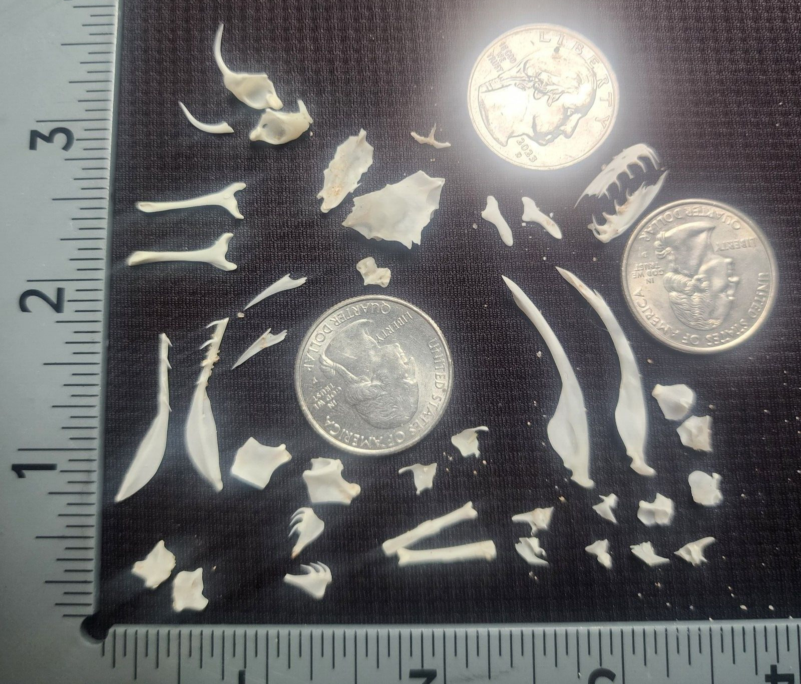 4 Puzzles!! Western Diamondback Rattlesnake Snake Skull FANGS SPECIMEN SK4B