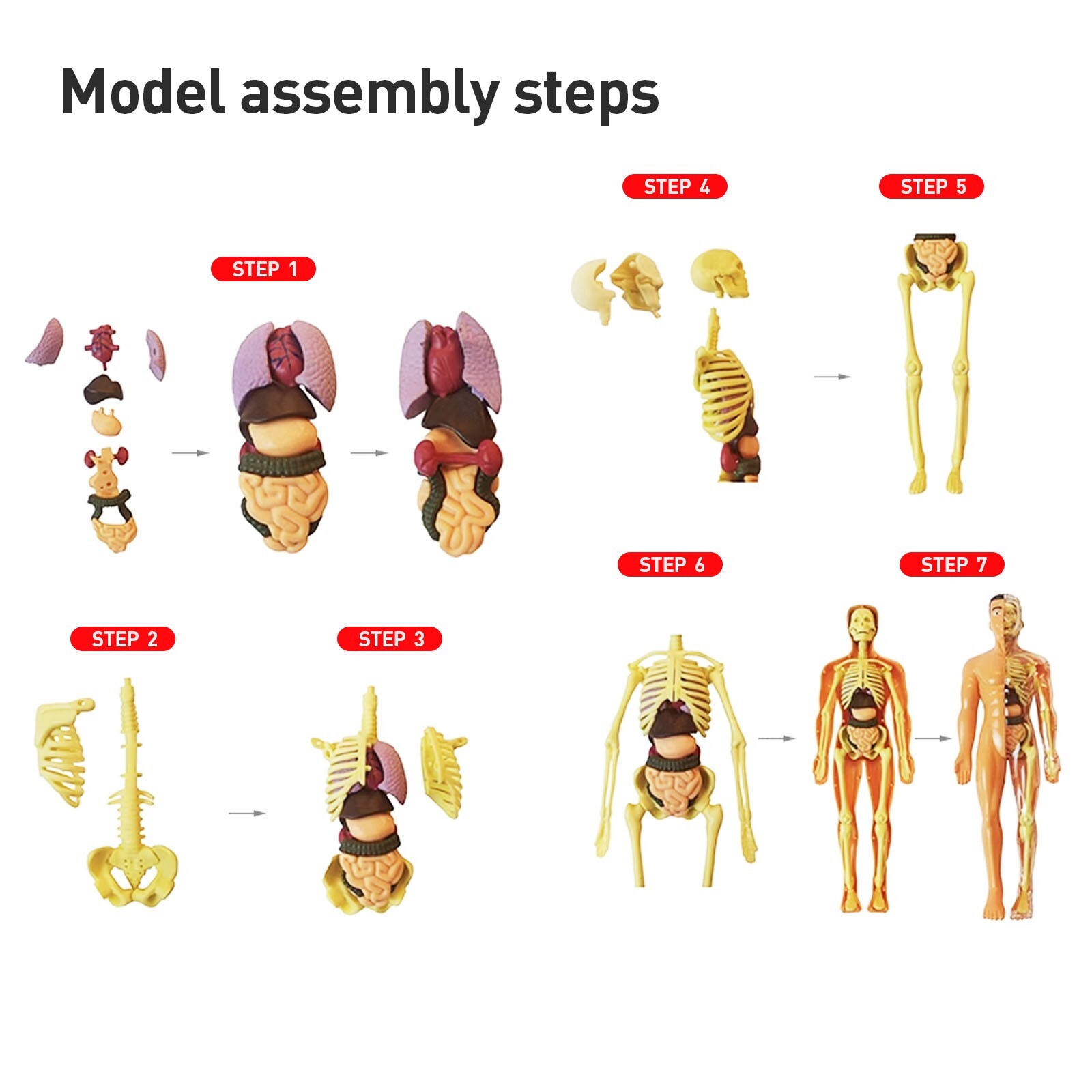 3D Human Body Anatomy Model Fully Transparent DIY Skeleton Toy for Kid Removable