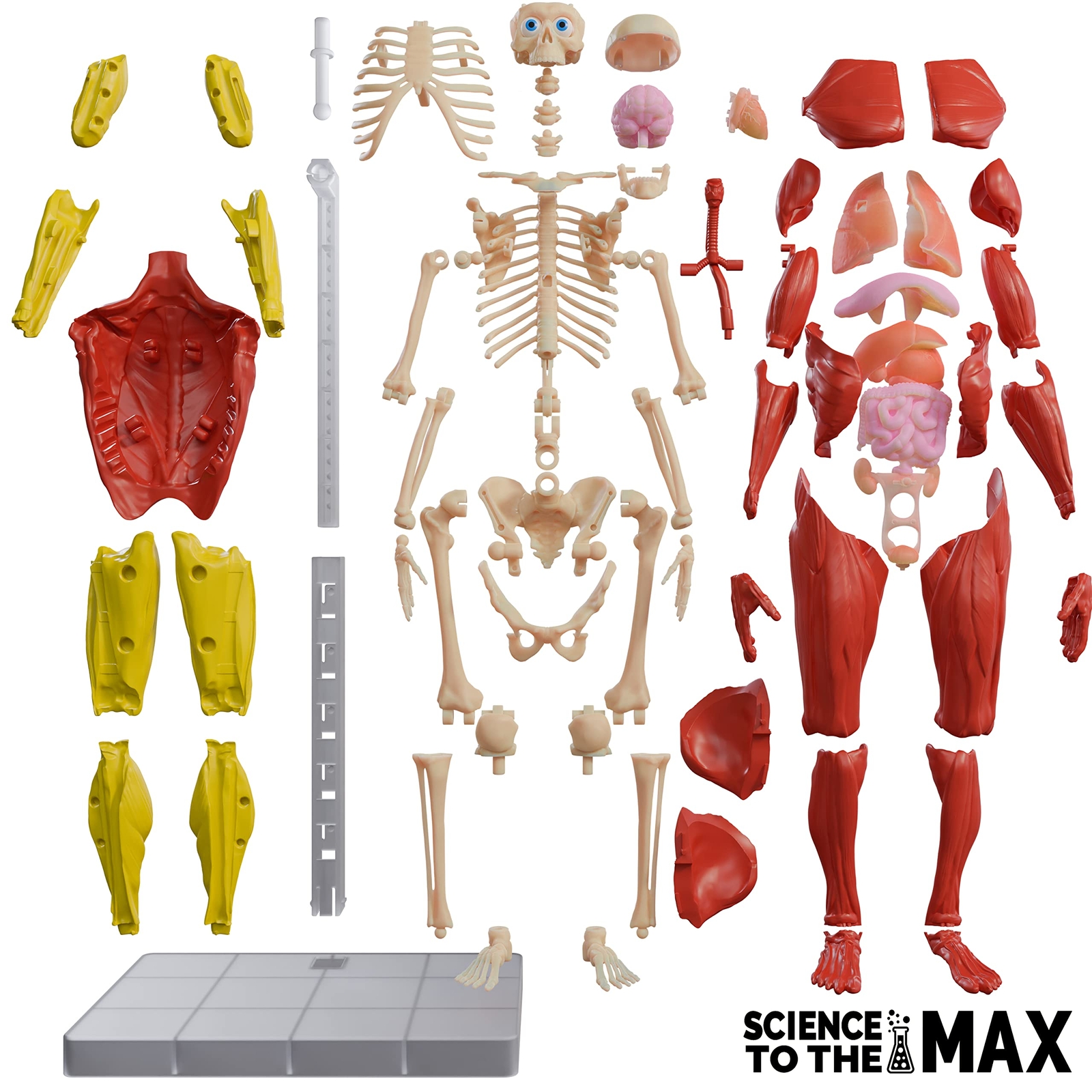Interactive 3D Human Body Puzzle Model STEM Toy for Kids 8-12 Anatomy Learn