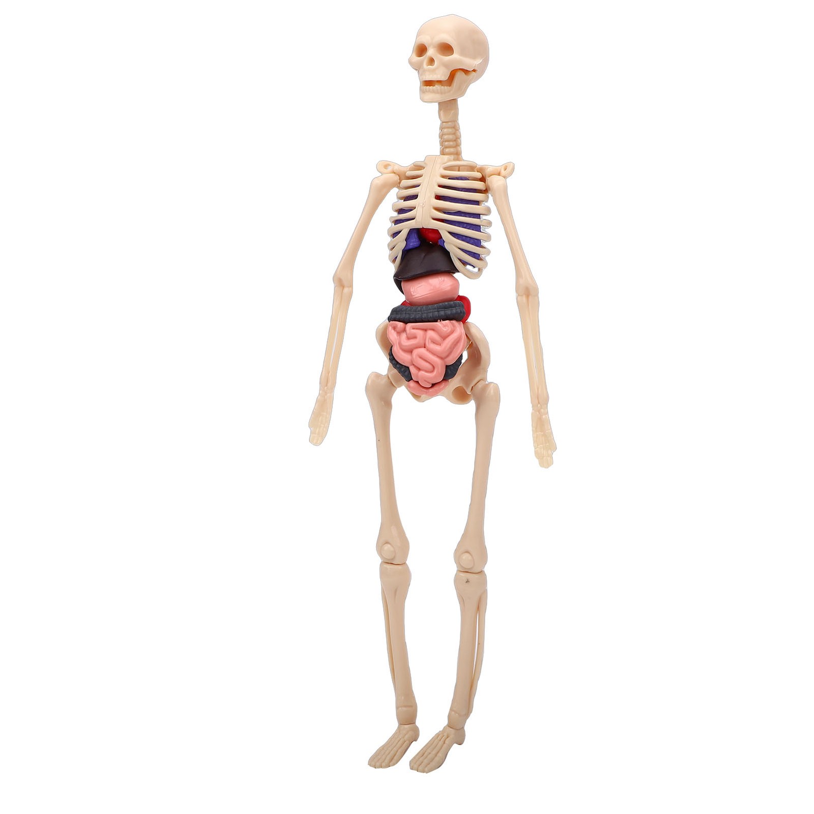 1-Clear Human Body Skeleton Model Kit 3D Human Anatomy Structure Model Kit