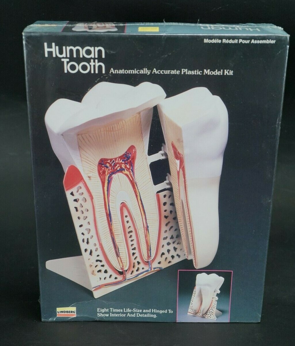 Vintage Lindberg Human Tooth 3D Scale Model Kit