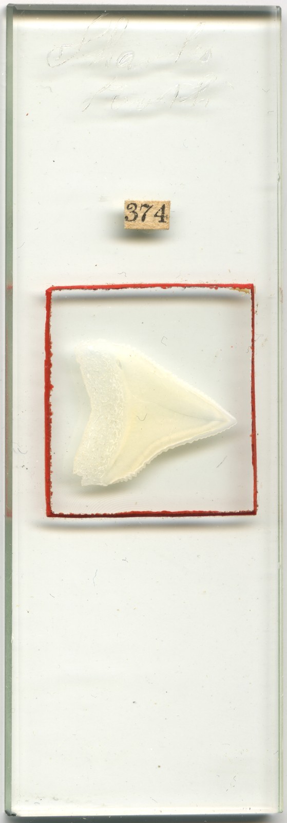 Antique Microscope Slide Pritchard – Shark Tooth Red Wax – From the Book
