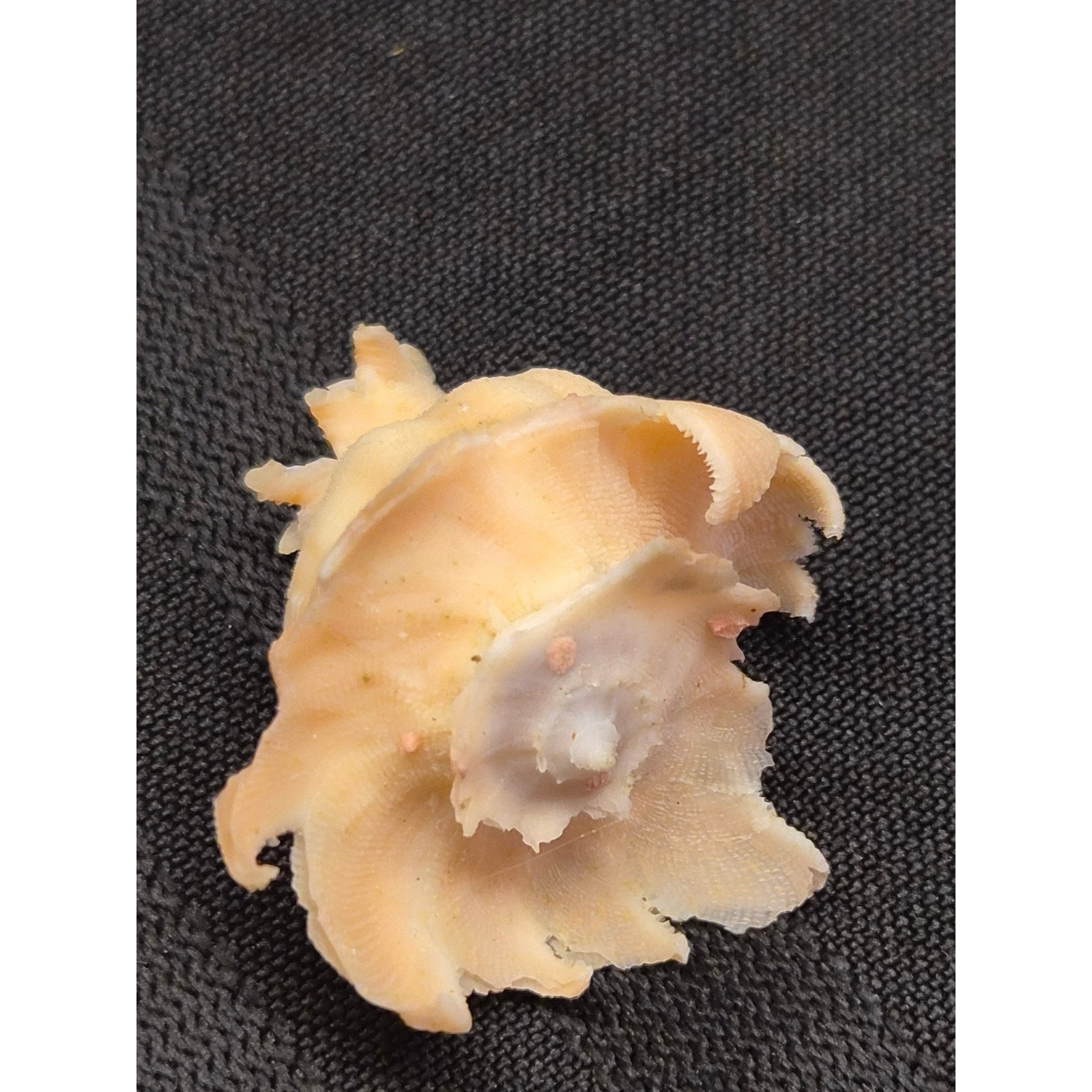 Babelomurex longispinosus 30mm Bohol Philippines Shell 11/16/1994 Label
