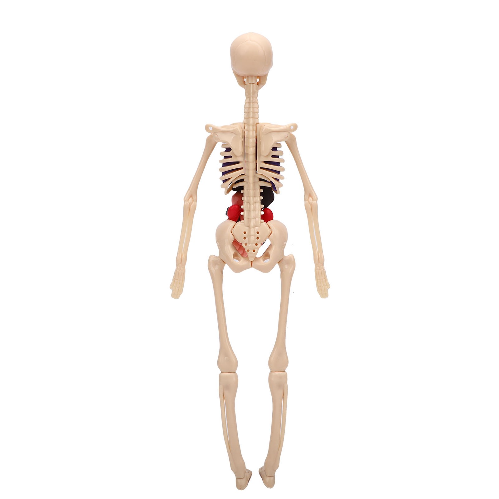 1-Clear Human Body Skeleton Model Kit 3D Human Anatomy Structure Model Kit