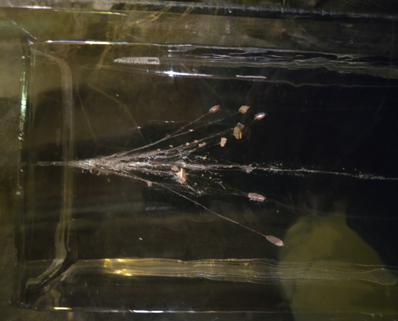 CLEAR BALLISTICS GELATIN WITH FRAG. AMMO. 20X8X8 IN A CASE. NICE EXAMPLE…