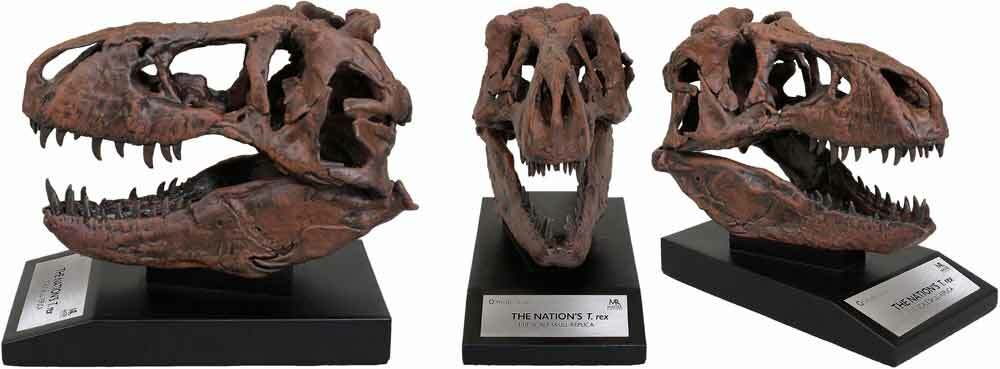 Tyrannosaurus Skull 1/10th Scale Smithsonian Licensed – The Nation’s T.rex
