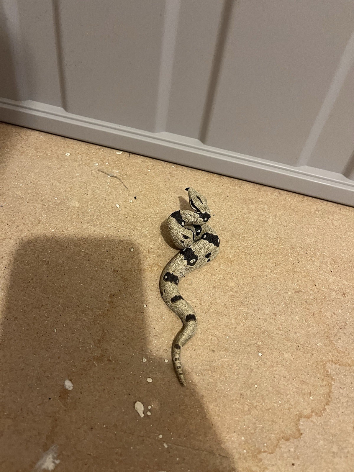 Schleich Retired Snake Pre Owned good Condition See Pics
