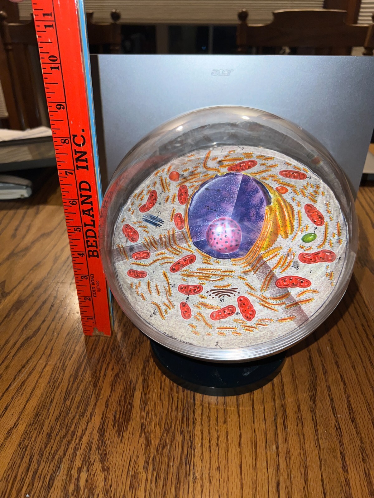 Hubbard Scientific 3-D Biological Cell Model Globe 1968