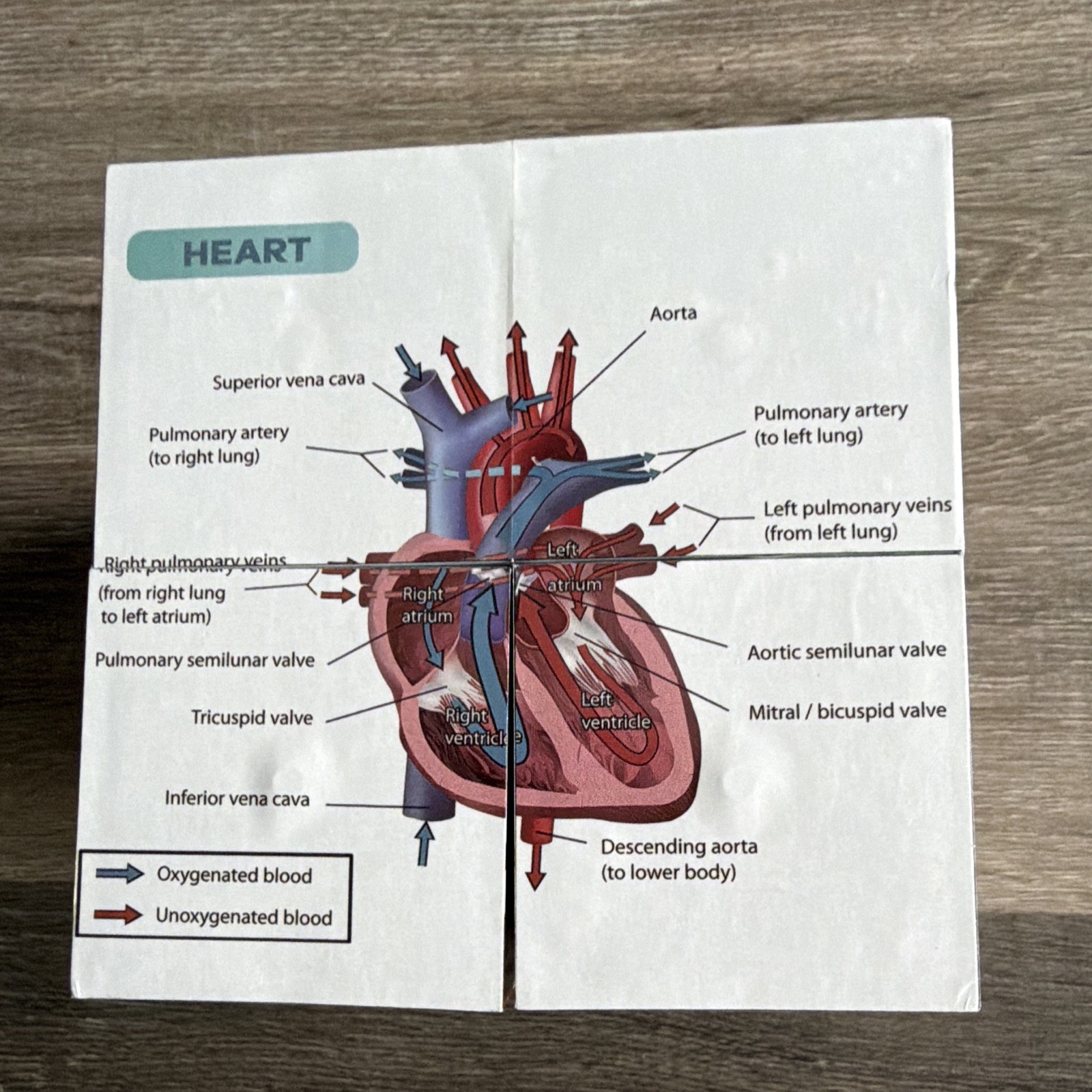 Anatomy Study Cube Educational Foldout Charts – Brain, Heart, Circulatory