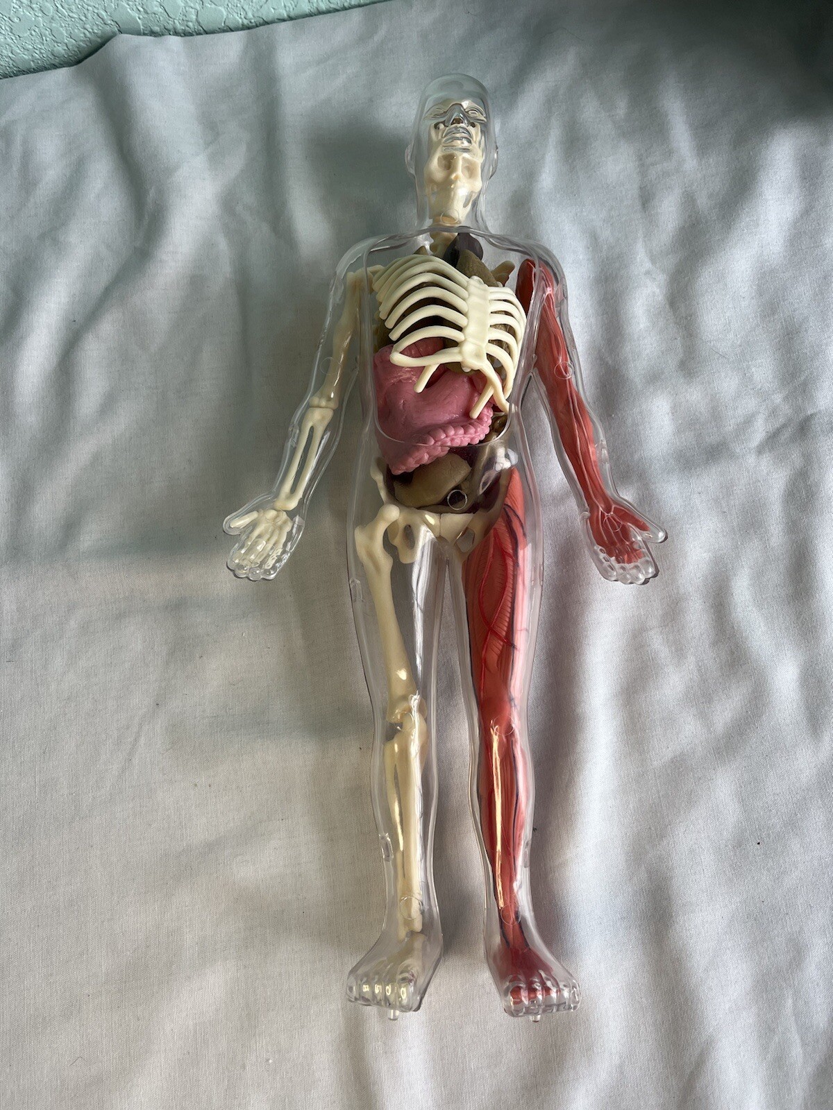 12” Human Body Hands On Science Kit No Stand Or Tweezers/Scissors Learning Toy
