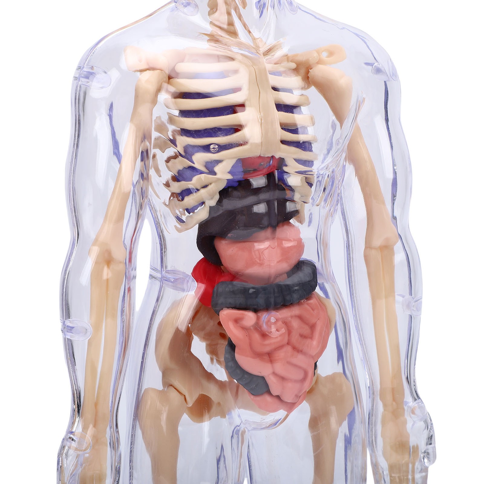 1-Clear Human Body Skeleton Model Kit 3D Human Anatomy Structure Model Kit