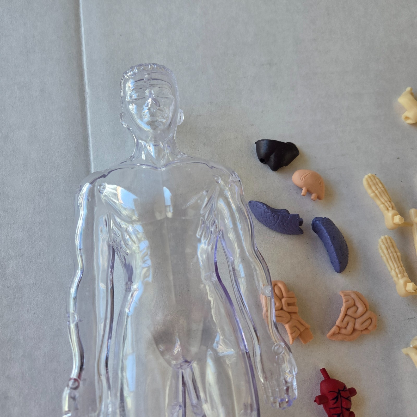 Human Anatomy Model Kit, 3D Detachable Body Parts Skeleton Viscera Organs