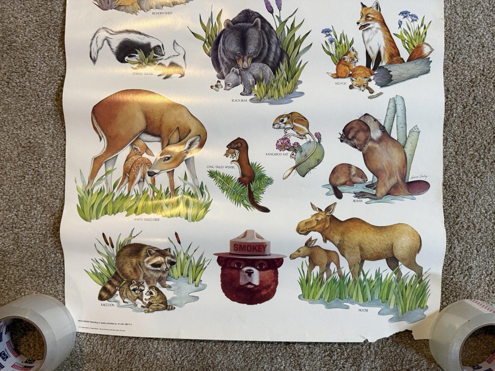 VTG Please Be Careful With The Future Animal Species Smokey The Bear Poster