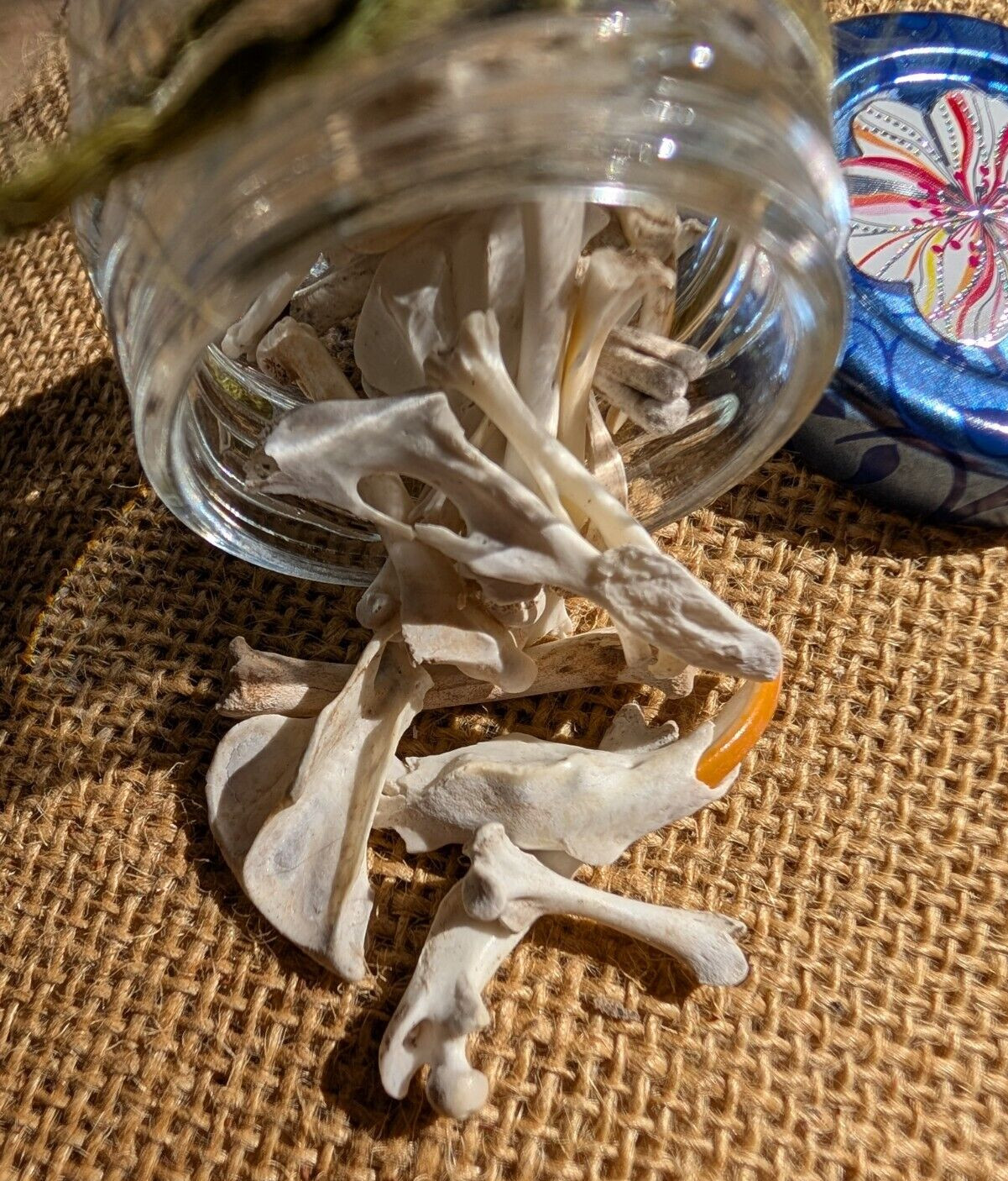 30 to 35 Owl Pellet Bones in a Small Glass Jar and a Bone Identification Chart.
