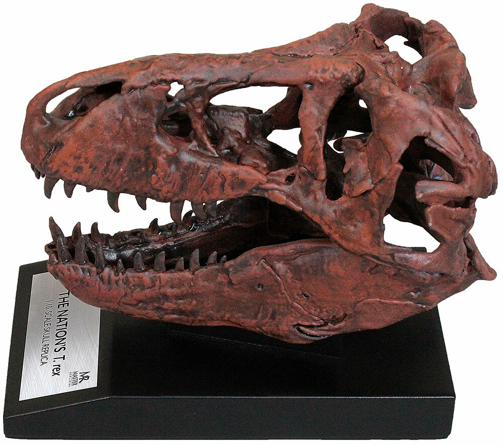 Tyrannosaurus Skull 1/10th Scale Smithsonian Licensed – The Nation’s T.rex
