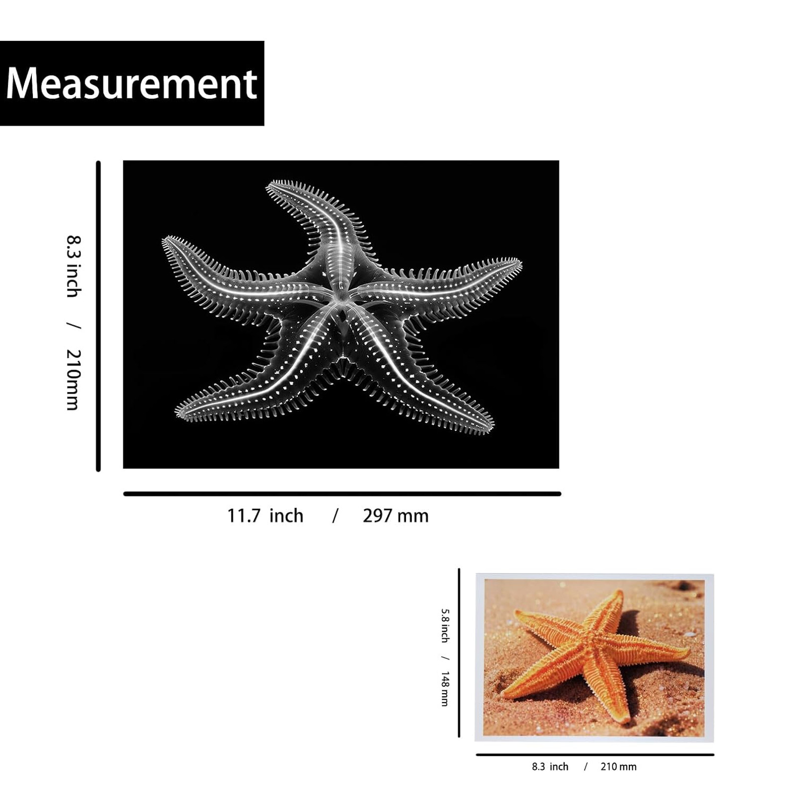 Animal X-Ray Images Set of 16 Simulation Specimens Science Education Materials