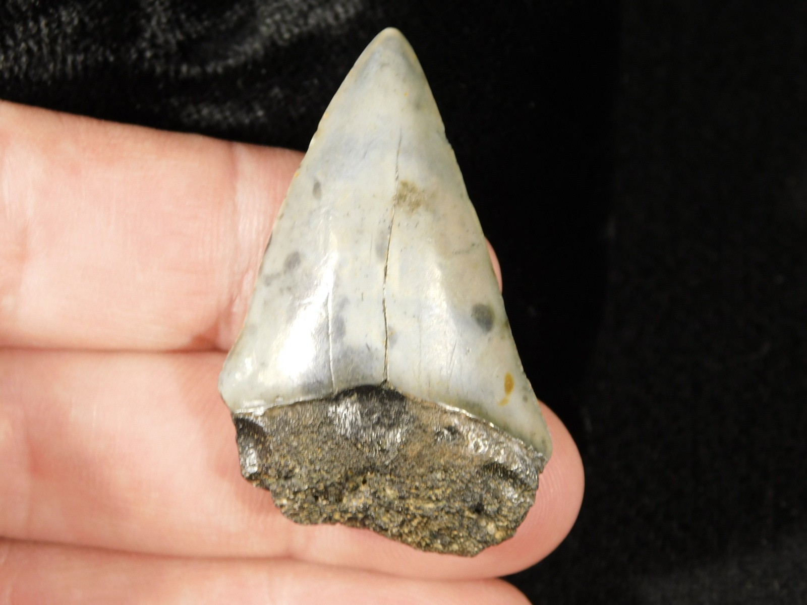 Ancestral Great WHITE SHARK Tooth Fossil 100% Natural 10.0gr