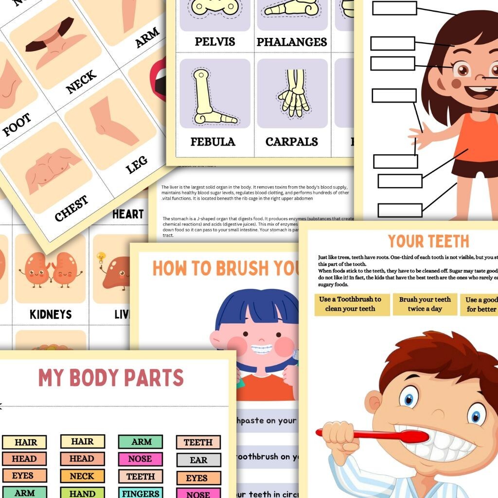 Human Anatomy Printable worksheets | Kids Coloring Pages & Body Systems