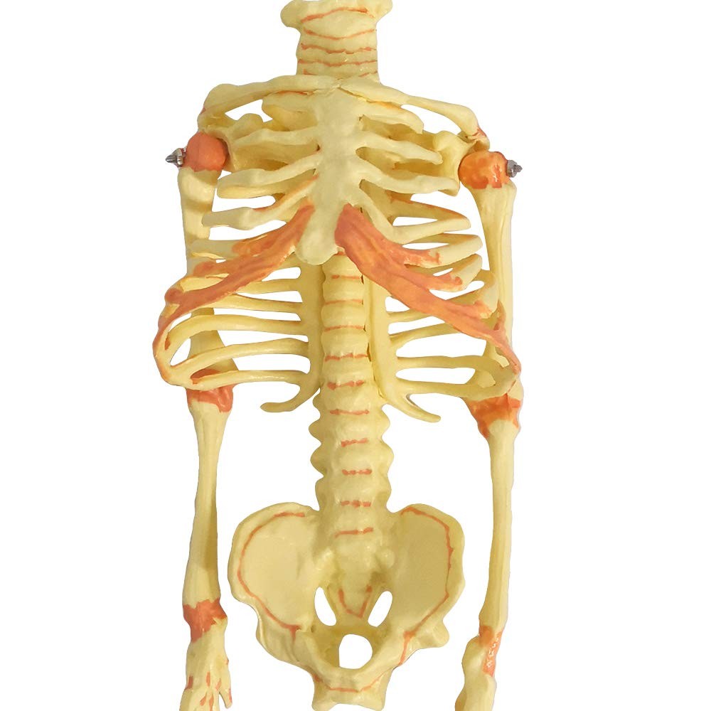 Human Fetus Skeleton, Single Head Human Newborn Baby Skeleton Model for Displ…