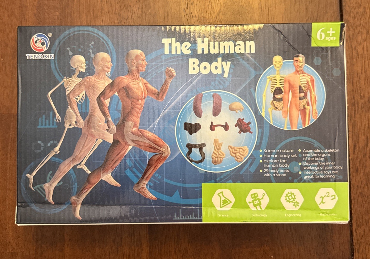 3D Human Body Torso Model for Kid Anatomy Model Skeleton, 29 Removable Parts